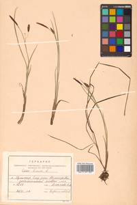 Carex limosa L., Siberia, Russian Far East (S6) (Russia)