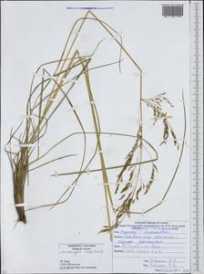 Deschampsia cespitosa (L.) P.Beauv., Caucasus, South Ossetia (K4b) (South Ossetia)