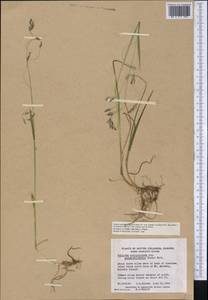 Vahlodea atropurpurea (Wahlenb.) Fr., America (AMER) (Canada)