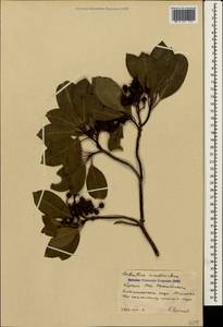 Arbutus andrachne L., Crimea (KRYM) (Russia)