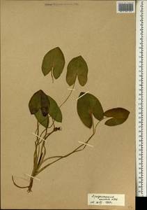 Sagittaria guayanensis Kunth, Africa (AFR) (Mali)