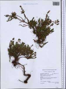 Calluna vulgaris (L.) Hull, Western Europe (EUR) (Spain)