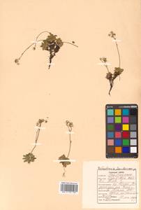 Micranthes merkii subsp. merkii, Siberia, Russian Far East (S6) (Russia)