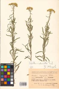 Achillea ×submicrantha Tzvelev, Eastern Europe, Lower Volga region (E9) (Russia)