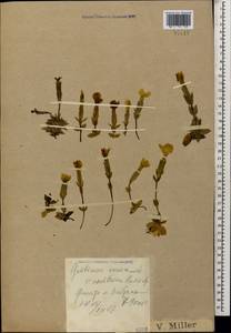 Gentiana verna subsp. oschtenica (Kuzn.) J. J. Halda, Caucasus, Krasnodar Krai & Adygea (K1a) (Russia)