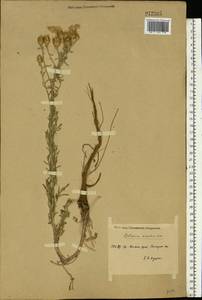 Centaurea stoebe subsp. stoebe, Eastern Europe, Middle Volga region (E8) (Russia)