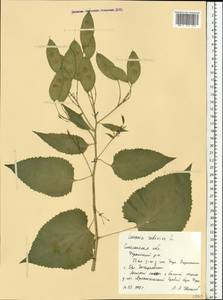 Lunaria rediviva L., Eastern Europe, Western region (E3) (Russia)