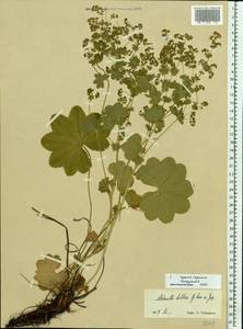 Alchemilla baltica Sam. ex Juz., Eastern Europe, Northern region (E1) (Russia)