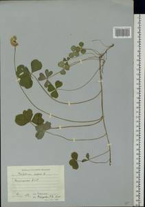 Trifolium repens L., Eastern Europe, Eastern region (E10) (Russia)
