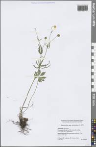 Ranunculus auricomus L., Eastern Europe, Central region (E4) (Russia)