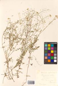 Rorippa sylvestris (L.) Besser, Siberia, Russian Far East (S6) (Russia)