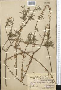 Salix wilhelmsiana M. Bieb., Middle Asia, Syr-Darian deserts & Kyzylkum (M7) (Uzbekistan)