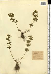 Potentilla erecta (L.) Raeusch., Eastern Europe, Moscow region (E4a) (Russia)