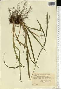 Carex sylvatica Huds., Eastern Europe, West Ukrainian region (E13) (Ukraine)