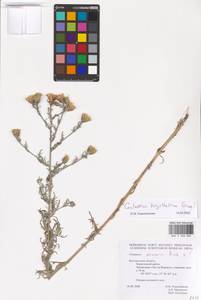 Centaurea arenaria × borysthenica, Eastern Europe, Central forest-and-steppe region (E6) (Russia)