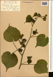 Abutilon theophrasti Medik., Caucasus, Black Sea Shore (from Novorossiysk to Adler) (K3) (Russia)