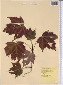 Acer rubrum L., America (AMER) (United States)