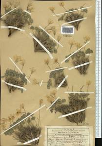 Paraquilegia anemonoides (Willd.) Engl. ex Ulbr., Middle Asia, Western Tian Shan & Karatau (M3) (Kazakhstan)