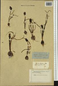 Muscari racemosum Mill., Western Europe (EUR) (Not classified)
