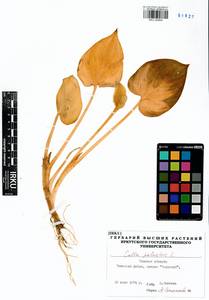 Calla palustris L., Siberia, Western Siberia (S1) (Russia)