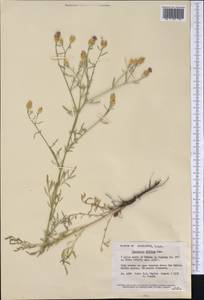 Centaurea diffusa Lam., America (AMER) (United States)