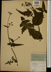 Sonchus oleraceus L., Eastern Europe, Moscow region (E4a) (Russia)