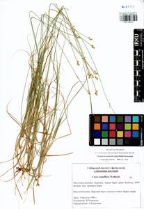 Carex tenuiflora Wahlenb., Siberia, Baikal & Transbaikal region (S4) (Russia)