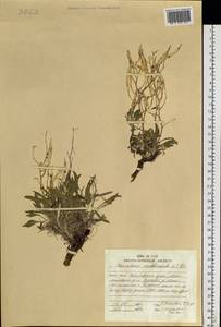 Parrya nudicaulis (L.) Regel, Siberia, Russian Far East (S6) (Russia)