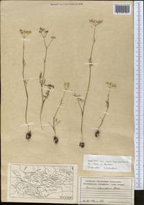 Elwendia intermedia (Korovin) Pimenov & Kljuykov, Middle Asia, Pamir & Pamiro-Alai (M2) (Tajikistan)