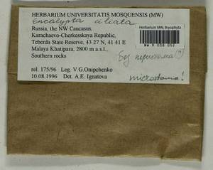 Encalypta microstoma Bals.-Criv. & De Not., Bryophytes, Bryophytes - North Caucasus & Ciscaucasia (B12) (Russia)