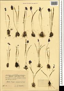 Muscari coeruleum Losinsk., Caucasus, Krasnodar Krai & Adygea (K1a) (Russia)