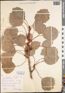 Populus tremula L., Eastern Europe, Moscow region (E4a) (Russia)