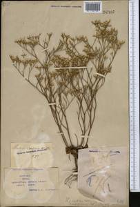Limonium caspium (Willd.) Gams, Middle Asia, Syr-Darian deserts & Kyzylkum (M7) (Kazakhstan)