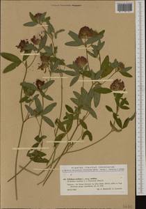 Trifolium medium L., Western Europe (EUR) (Italy)