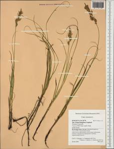 Carex arenaria L., Western Europe (EUR) (United Kingdom)