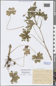 Geranium bohemicum L., Eastern Europe, Central forest-and-steppe region (E6) (Russia)