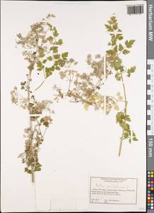 Bubon macedonicum L., Western Europe (EUR) (Greece)