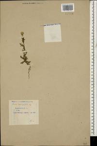 Senecio glaucus subsp. coronopifolius (Maire) C. Alexander, Caucasus, Azerbaijan (K6) (Azerbaijan)