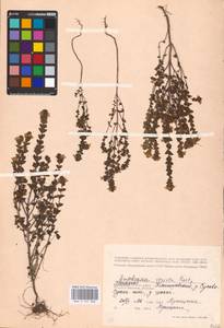MHA 0 161 808, Euphrasia stricta J.P.Wolff ex J.F.Lehm., Eastern Europe, Central region (E4) (Russia)