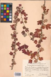 Ribes uva-crispa var. sativum DC., Eastern Europe, Moscow region (E4a) (Russia)