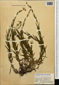 Dianthus caucaseus Sims, Caucasus, Abkhazia (K4a) (Abkhazia)