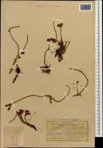 Phedimus spurius subsp. oppositifolius (Sims) L. Gallo, Caucasus, Azerbaijan (K6) (Azerbaijan)