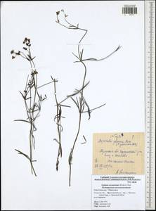 Galium octonarium (Klokov) Pobed., Eastern Europe, Central region (E4) (Russia)