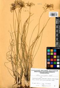 Allium anisopodium Ledeb., Siberia, Altai & Sayany Mountains (S2) (Russia)