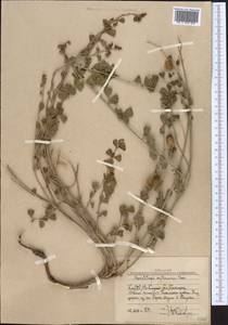 Glycyrrhiza triphylla Fisch. & C.A.Mey., Middle Asia, Western Tian Shan & Karatau (M3) (Uzbekistan)