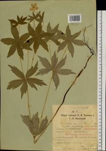 Anemonastrum dichotomum (L.) Mosyakin, Siberia, Western Siberia (S1) (Russia)
