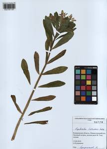 KUZ 001 537, Euphorbia pilosa L., Siberia, Altai & Sayany Mountains (S2) (Russia)