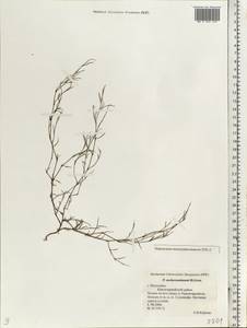 Polygonum aschersonianum H. Gross, Eastern Europe, Lower Volga region (E9) (Russia)