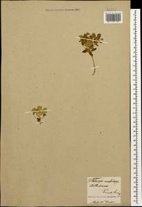 Aethionema arabicum (L.) Andrz. ex O.E. Schulz, Caucasus (no precise locality) (K0)