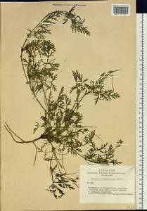 Erodium stephanianum Willd., Siberia, Altai & Sayany Mountains (S2) (Russia)